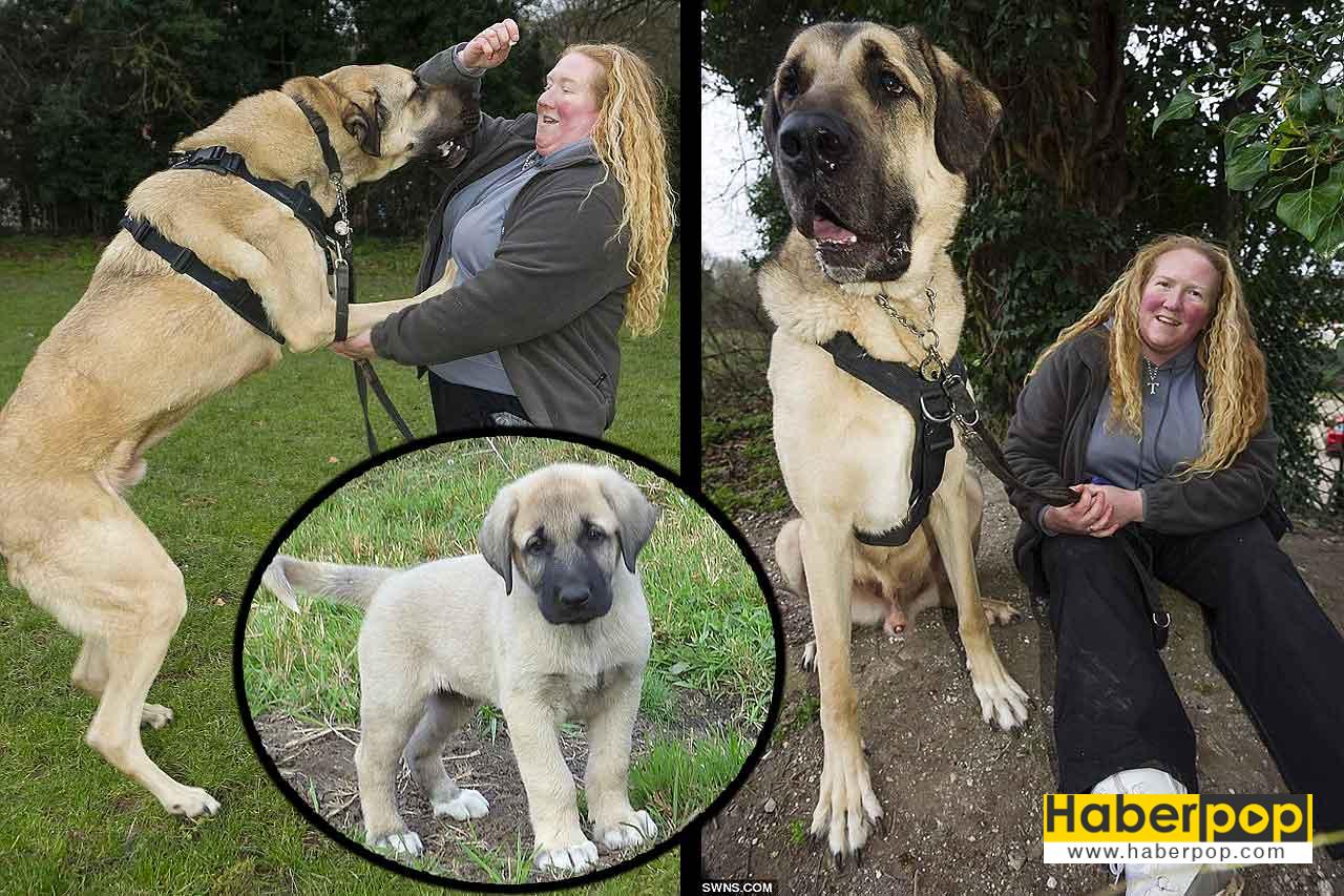 Anadolu çoban köpeği