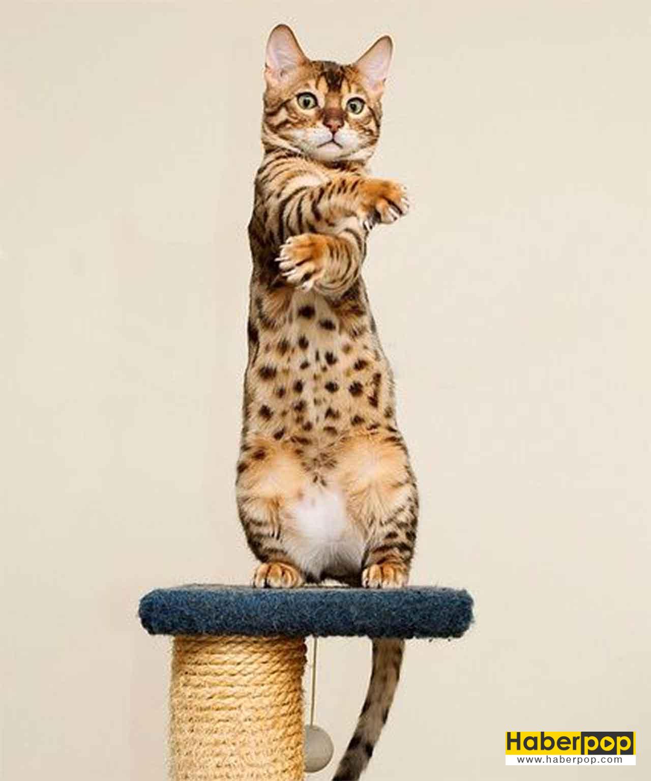 Bengal cinsi kedi