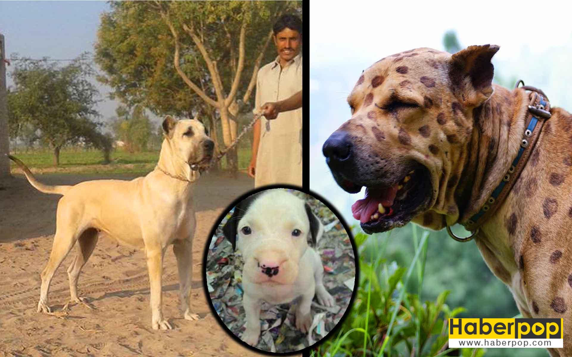 Bully Kutta türü köpek ve yavrusu