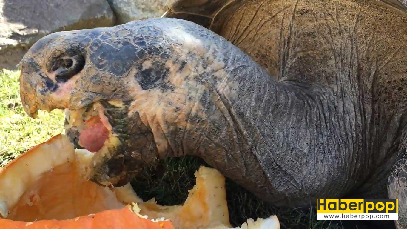 dev-galapagos-kaplumbagasi-100-yasina-girdi-video