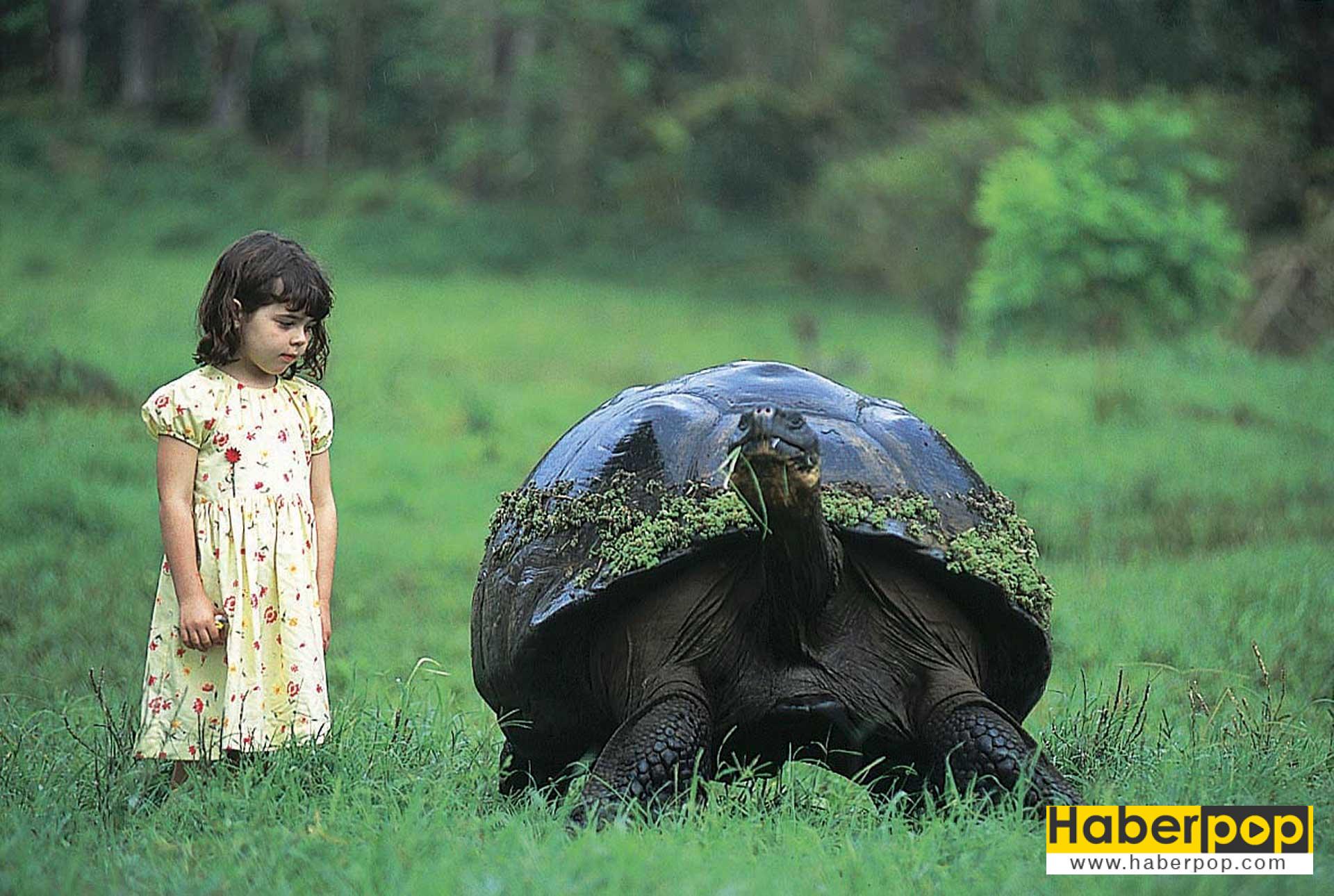 galapagos-kaplumbagasi-geochelone-nigra
