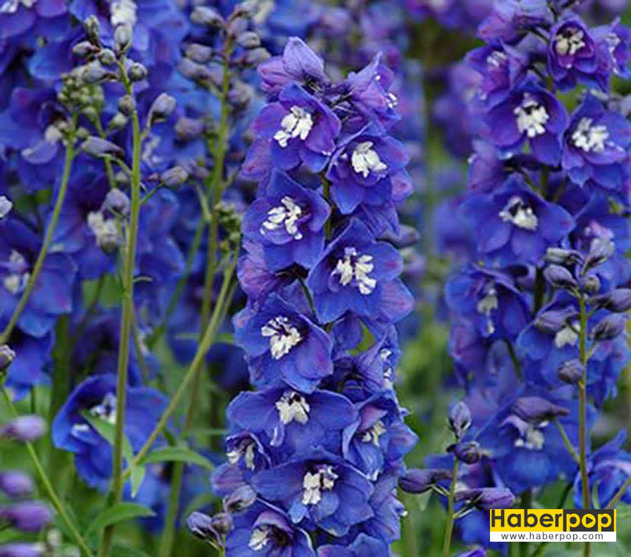 Herzen çiçeği - Delphinium elatum