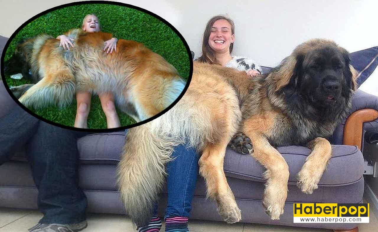 Leonberger cinsi köpek