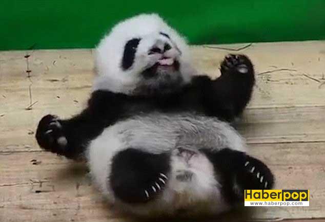 sirin-panda-uyurken-yatagindan-dustu-video