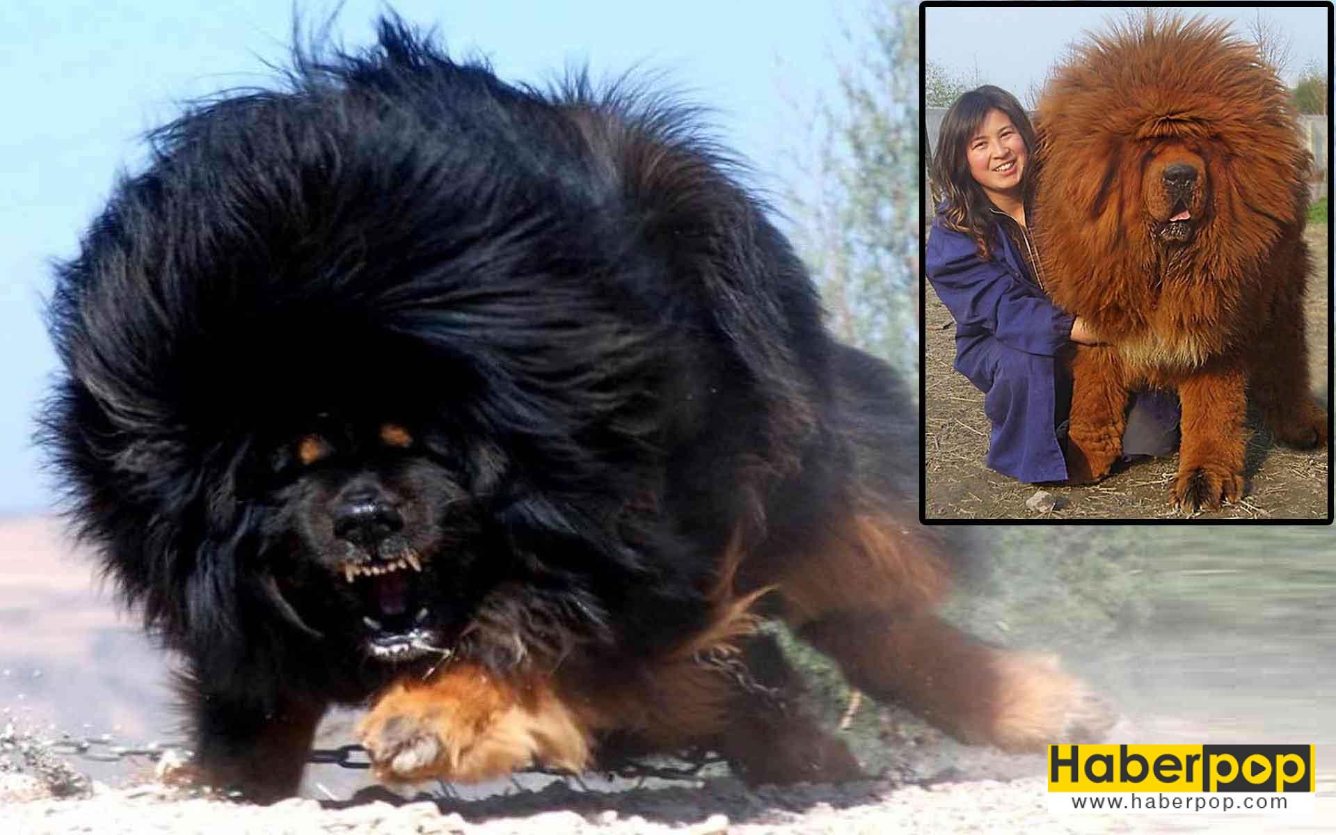 Tibet mastifi: Dünyanın en pahalı köpek