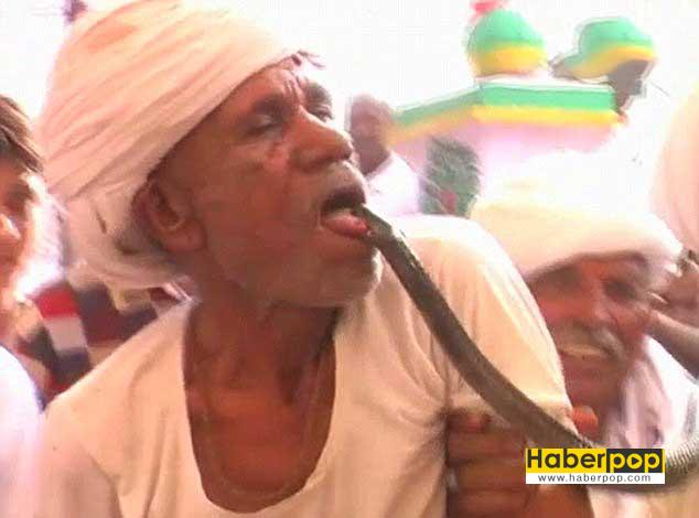 uyusturucu-etkisi-oldugu-icin-kobraya-dilini-sokturdu-ilginc-haberler