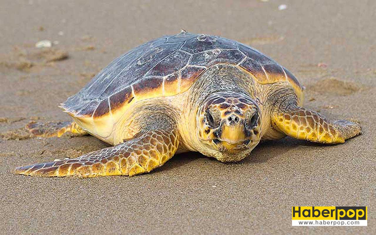 zeytin-yesilli-kaplumbaga-lepidochelys-olivacea-goruntusu