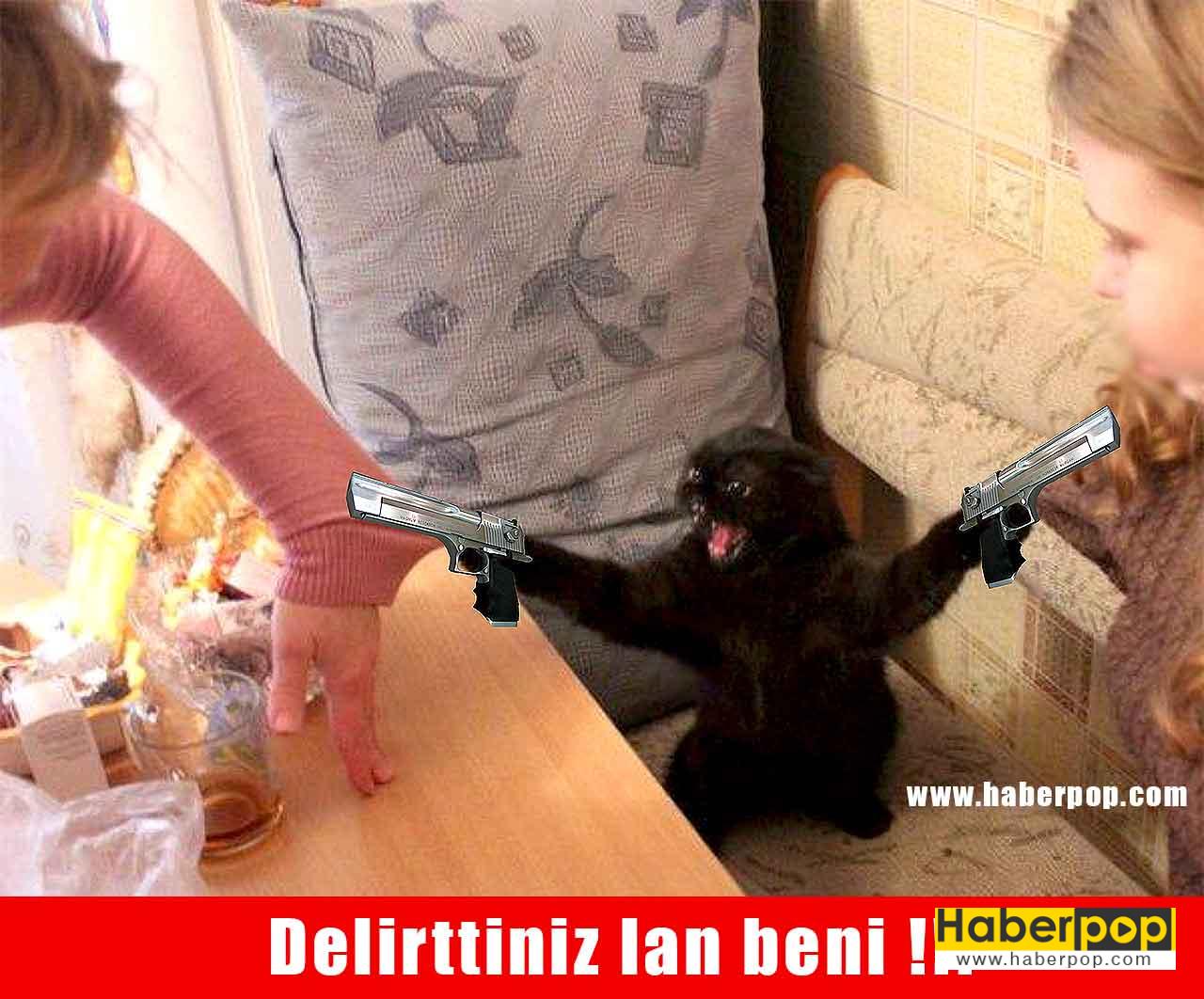 sinirlenip sahiplerine silah çeken öfkeli kedi