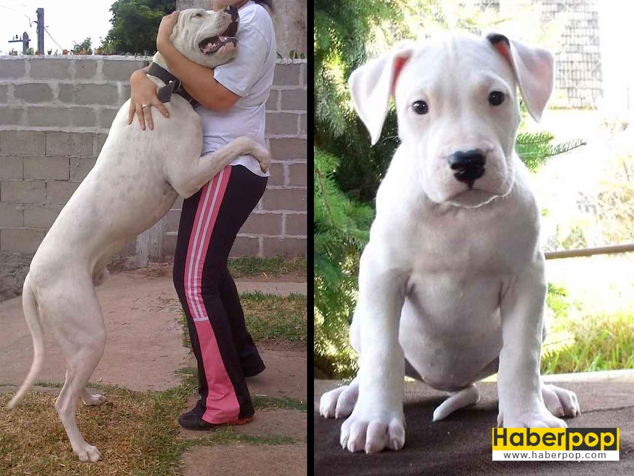 Dogo cinsi köpek ve yavrusu