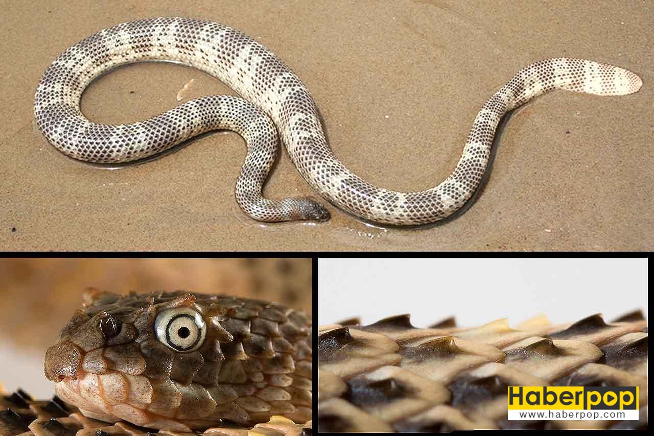 Boynuzlu deniz yılanı (Acalyptophis peronii)