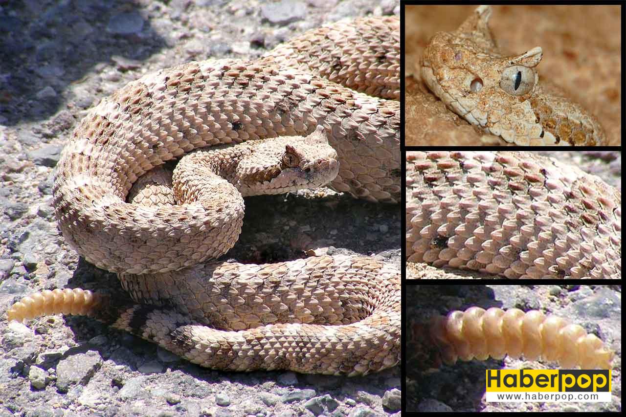 Dünyanın en zehirli 10 yılanı: Çıngıraklı yılan - Crotalus cerastes