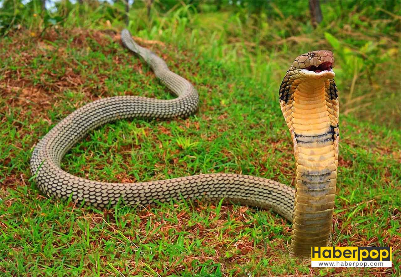 En zehirli yılan türleri: Kral kobra - King Cobra