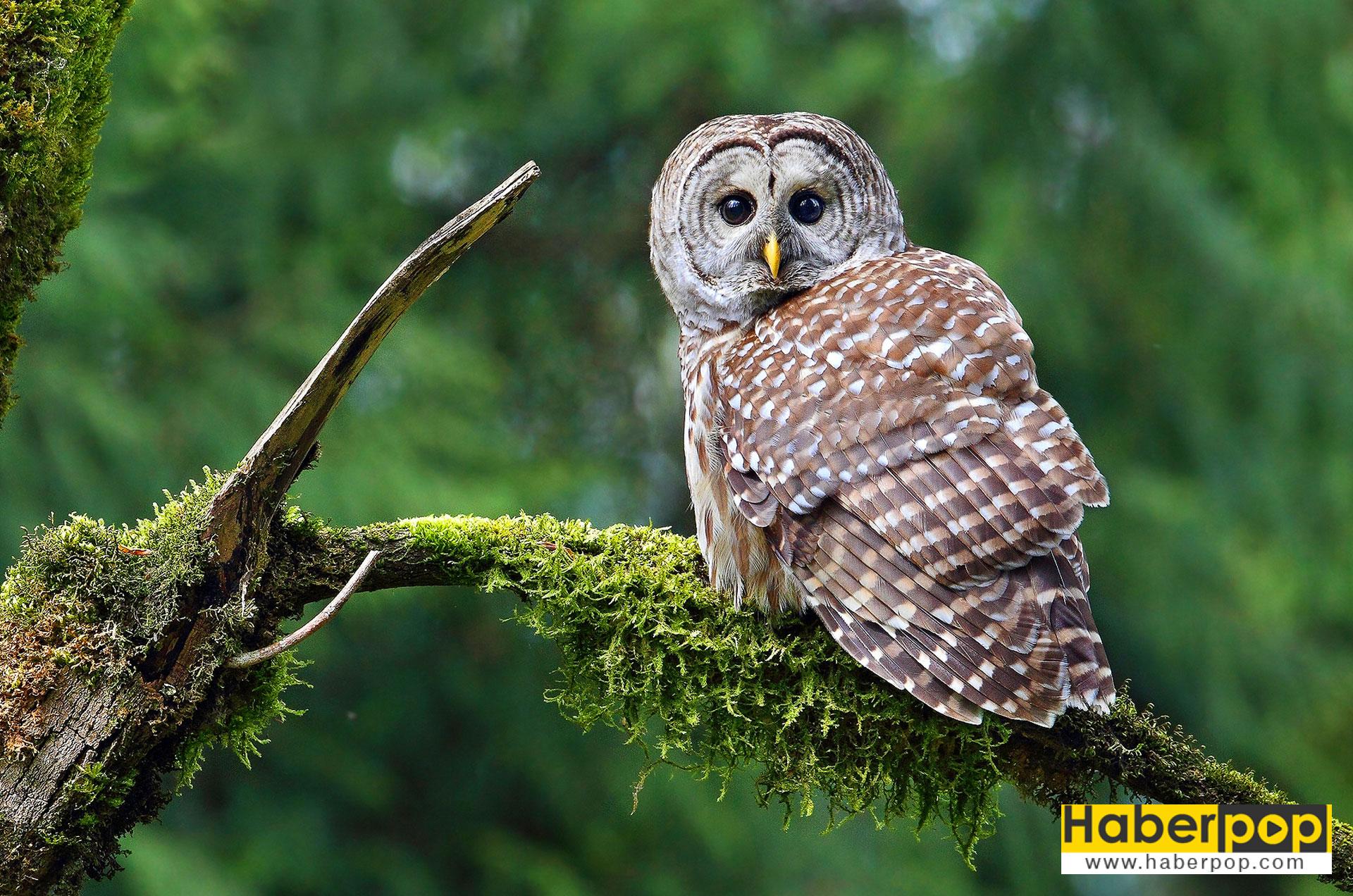 Çizgili Baykuş (Strix varia)