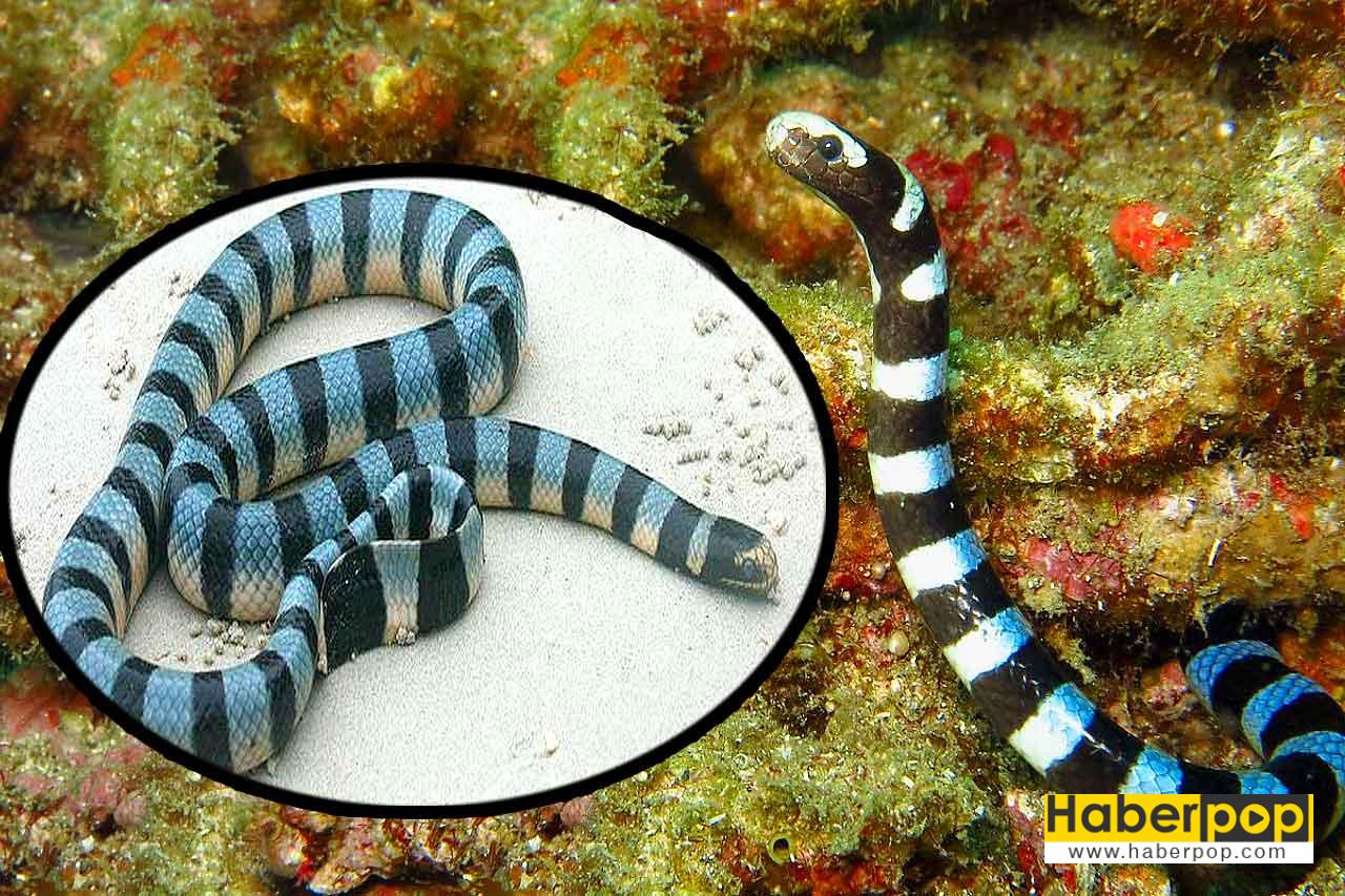 Dünyanın en zehirli su yılanı - Laticauda semifasciata