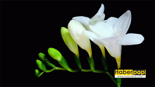Frezya çiçeği - Freesia