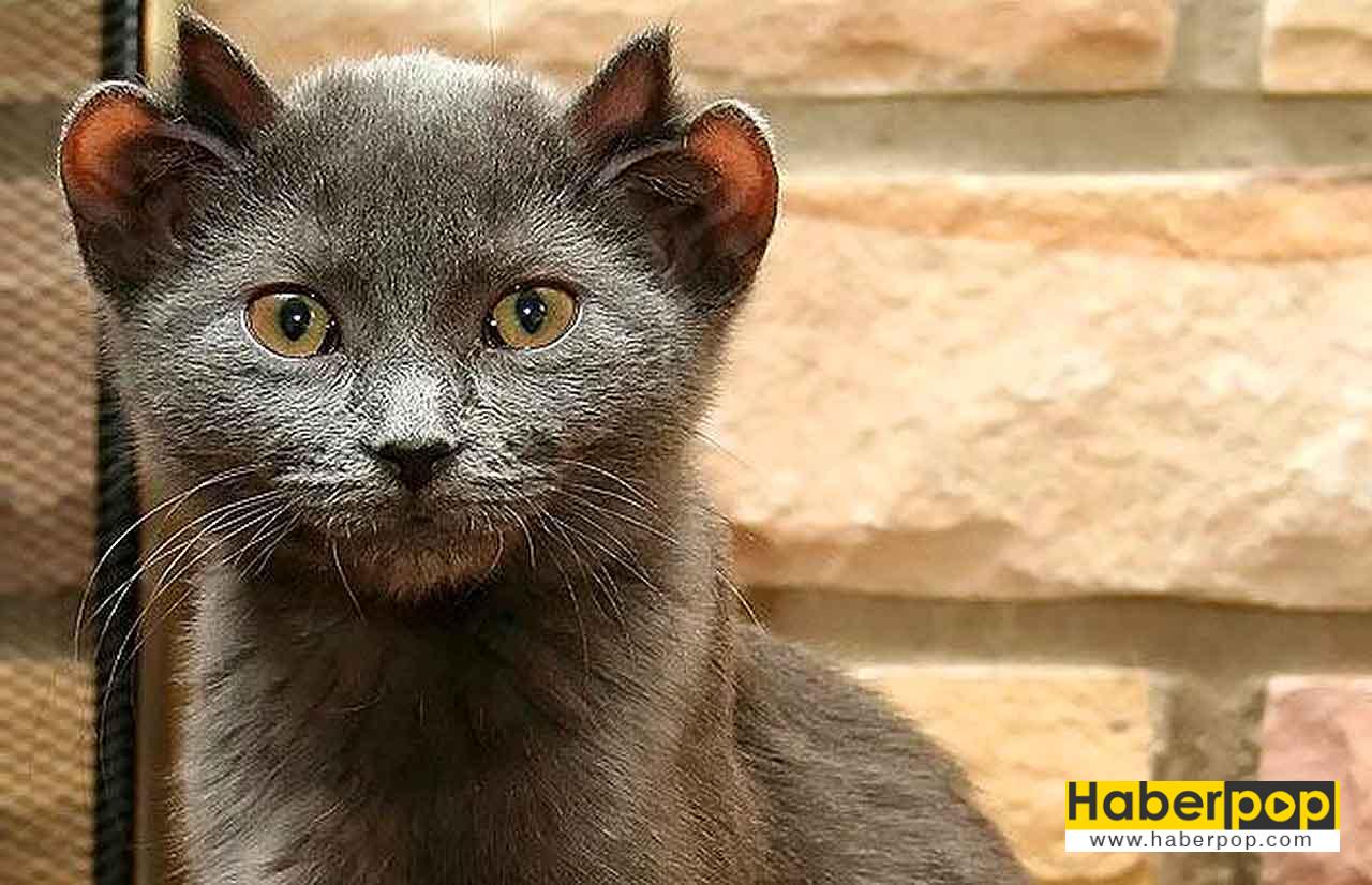 fenomeni olmuş birbirinden şirin 16 kedi HaberPop