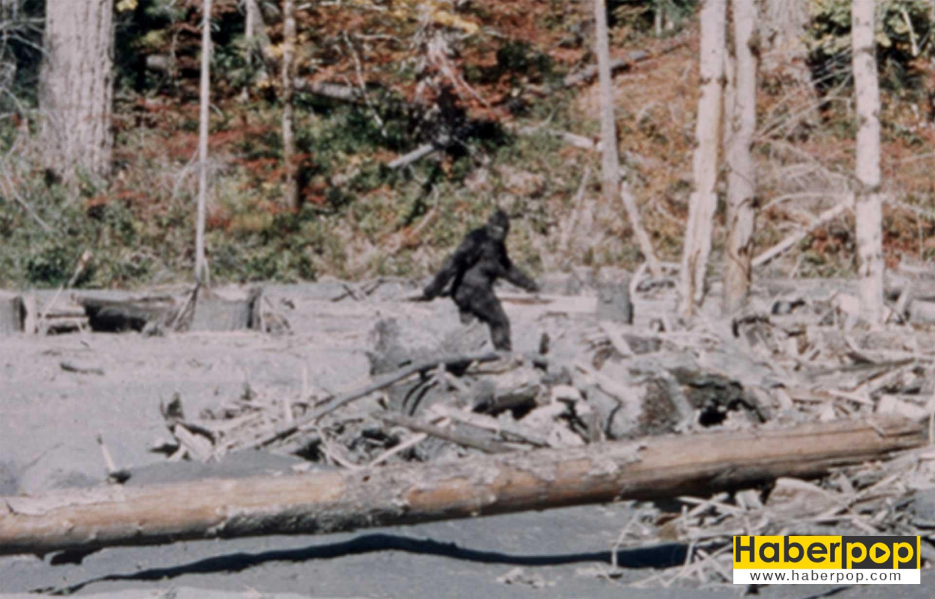 kocaayak-goruntusu_bigfoot