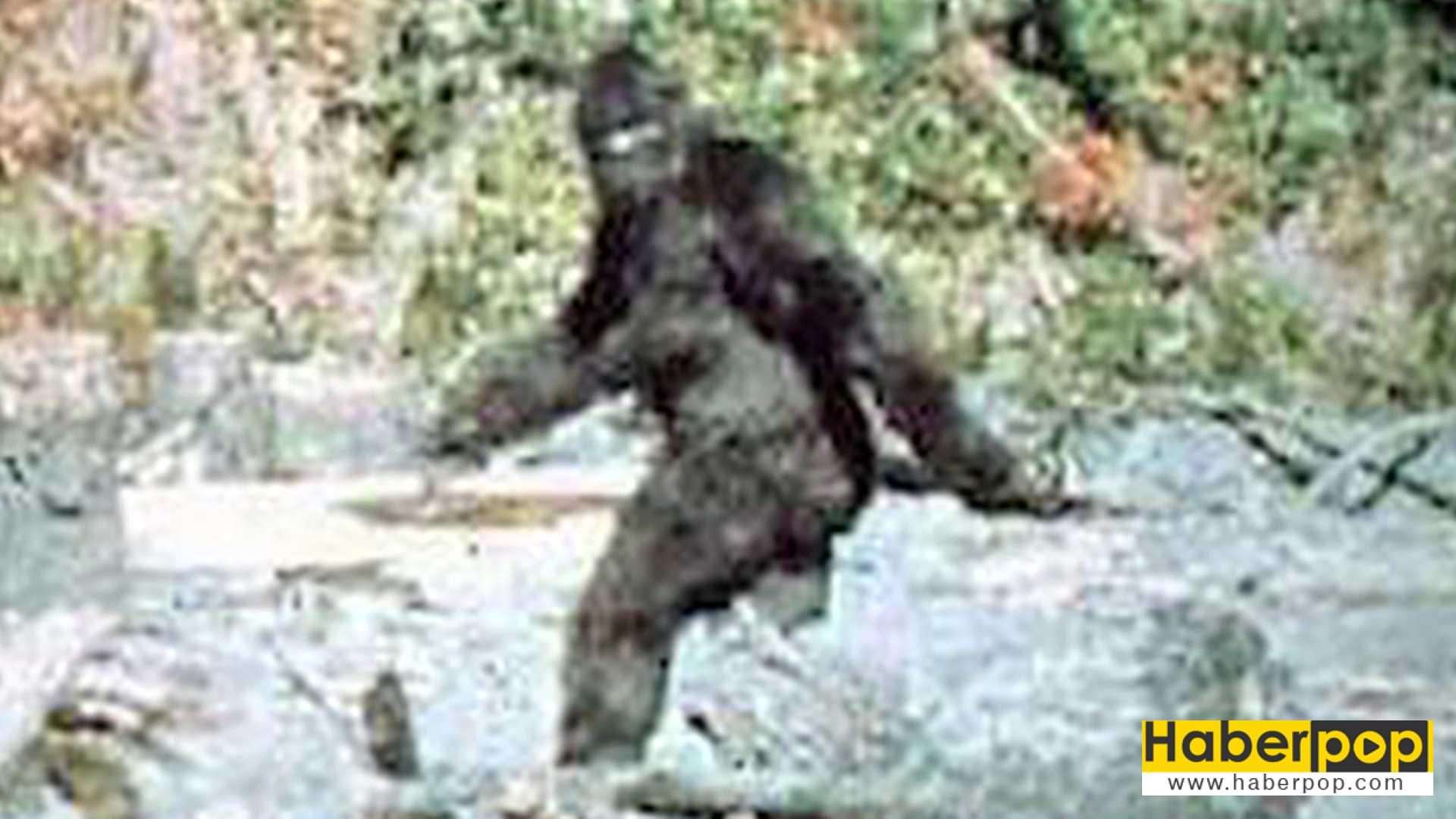 kocaayak_bigfoot