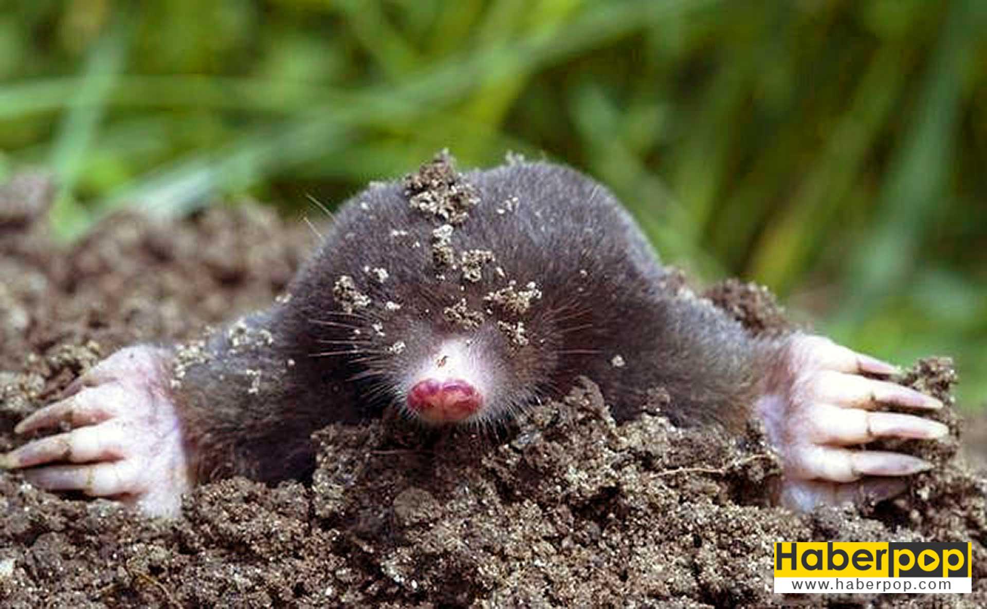 kostebek-talpidae
