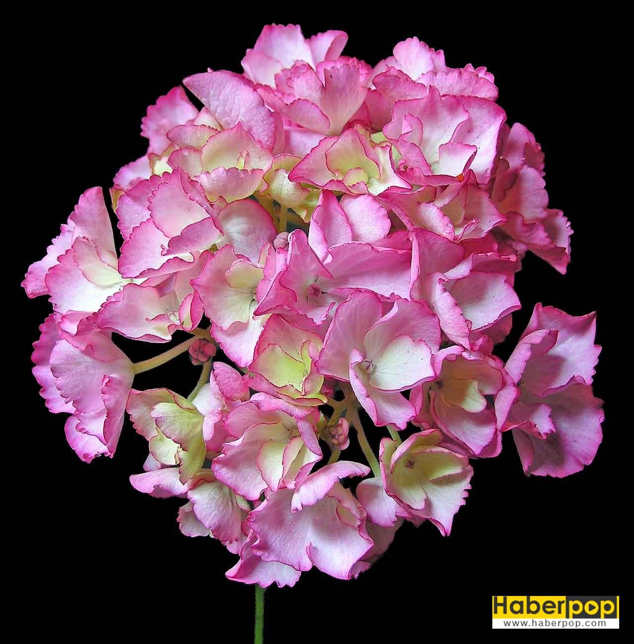 Ortanca çiçeği - Hydrangea macrophylla