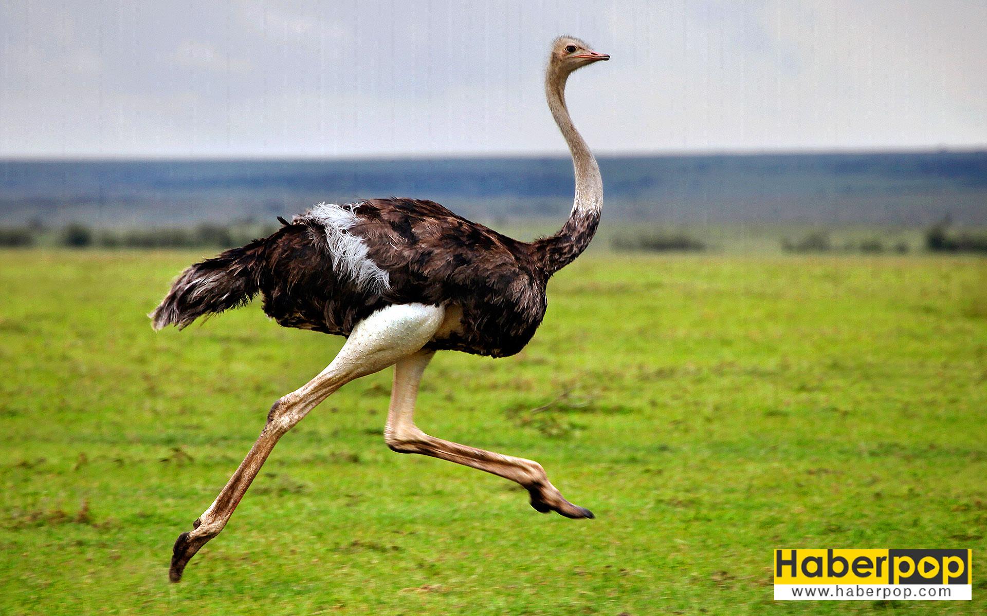 Devekuşu - Struthio-camelus