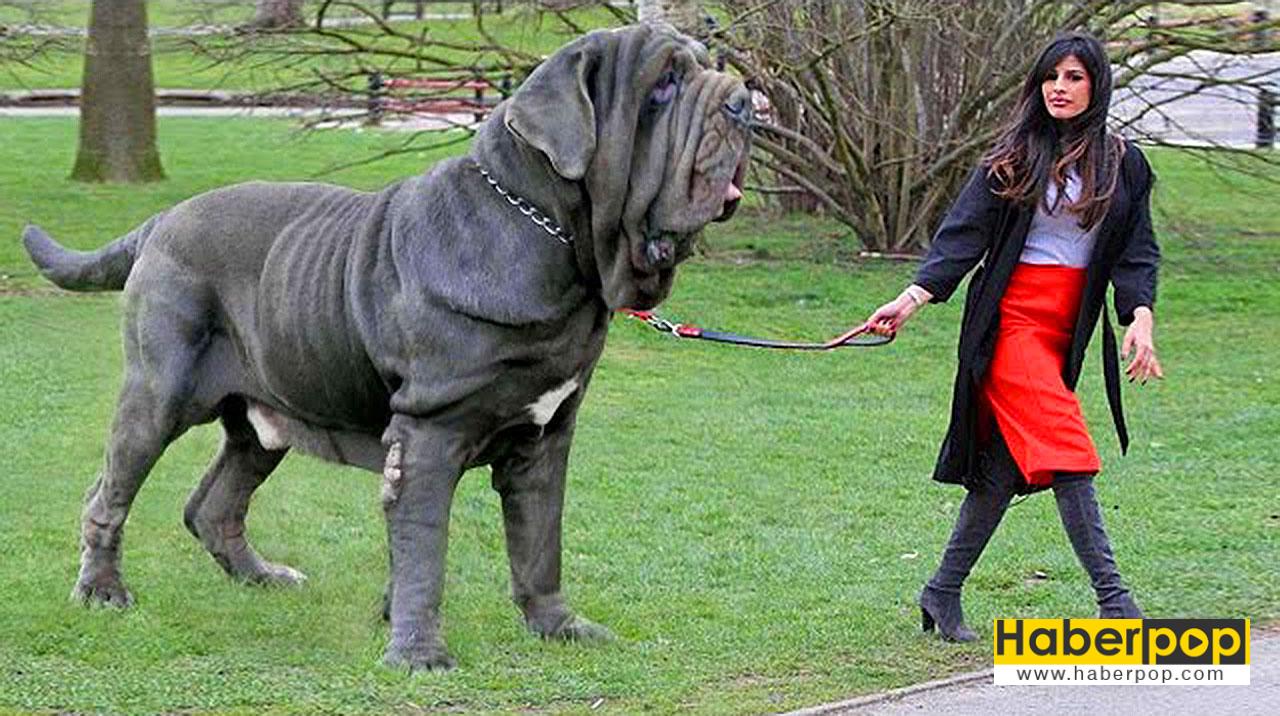 Dünyanın En Büyük 20 Köpek Cinsi HaberPop