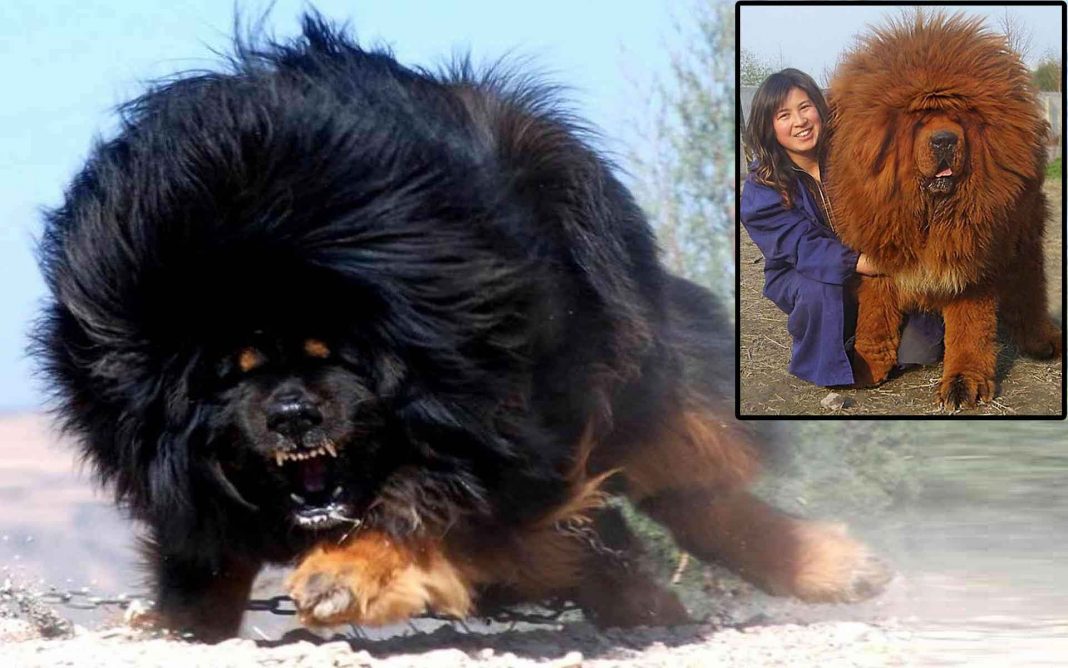 Dünyanın En Büyük 20 Köpek Cinsi HaberPop